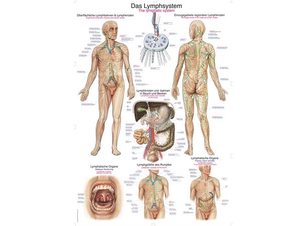 Plakat The lymphatic system AL509